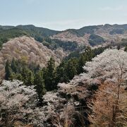 “一目千本”いやはや絶景かな