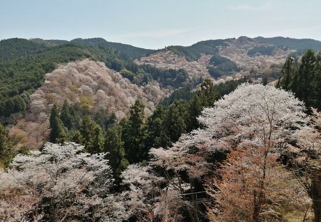 “一目千本”いやはや絶景かな