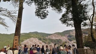 そうだ吉野の桜を見に行こう