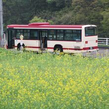 菜の花公園