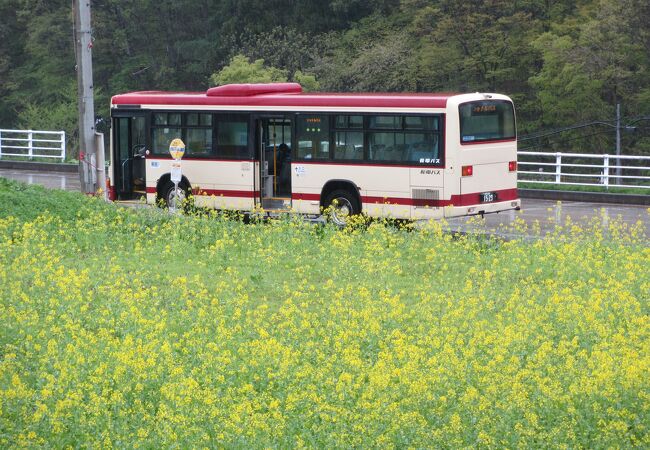 菜の花公園