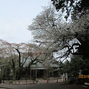 山武市：またガッカリの長光寺の枝垂れ桜だったが、その樹形が好ましい。