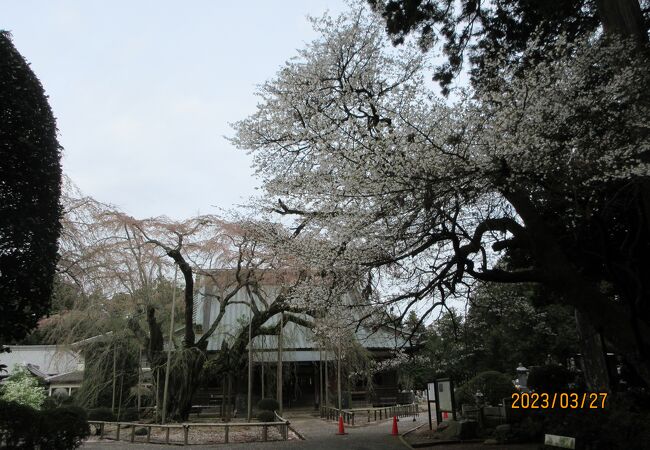 山武市：またガッカリの長光寺の枝垂れ桜だったが、その樹形が好ましい。