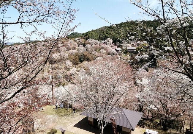 五郎平園地