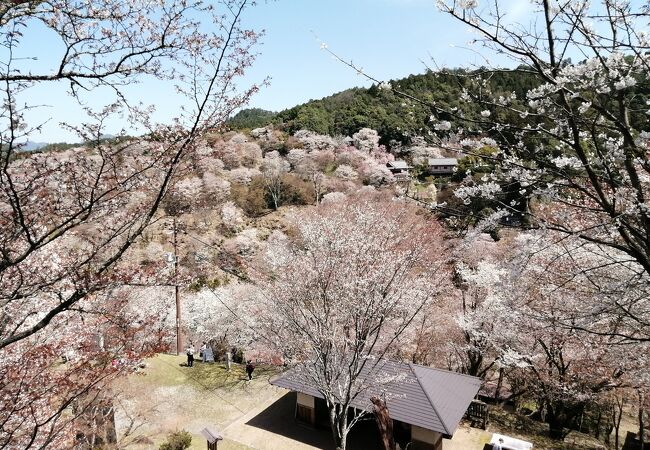 中千本の桜を眺めるならココ