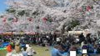 2023年の桜満開時には屋台や花見客で大賑わい