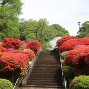 近所のツツジの名所