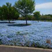 広々とした憩いの公園