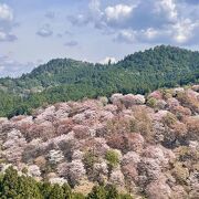 桜の中