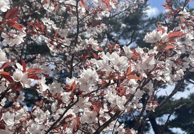 ベンチがたくさん