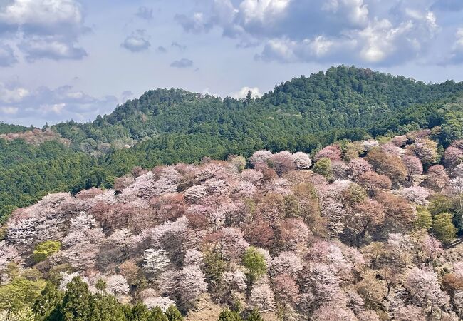 桜の中