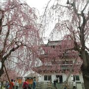 桜とセットがオススメ