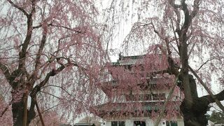 桜とセットがオススメ