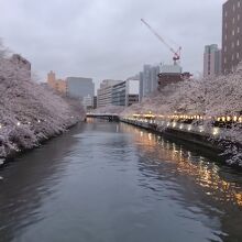 橋から見る桜