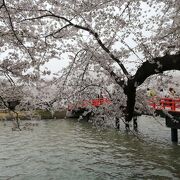 桜のトンネル近く