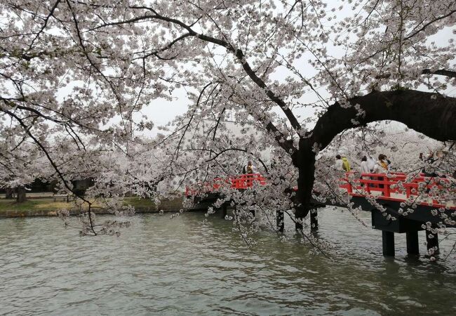 桜のトンネル近く