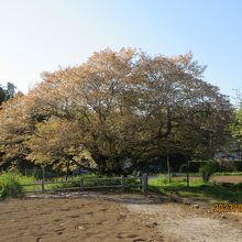 飯高の黄門桜は見事な樹形だ。一番の位置かな。