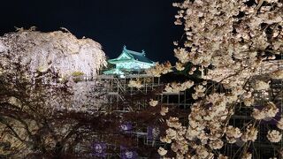 日本一の桜、今年も。