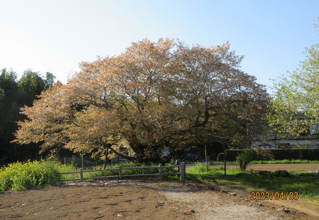 匝瑳市飯高の黄門桜は山桜、見事な樹形を見せて、長い寿命を誇っていた。
