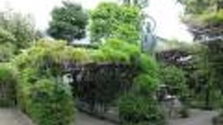 藤を見に再訪しました