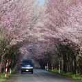 弘前の桜の時期、3年連続の宿泊です。