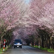 津軽富士のオオヤマサクラ