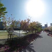 関東にも造幣局の通り抜けがあった！ 桜のさんぽ道