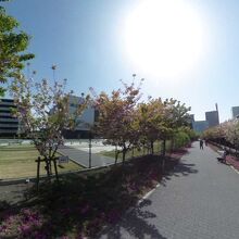 桜のさんぽ道 さいたま造幣局