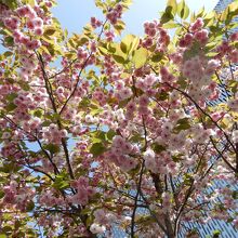 満開だったのは、普賢象 室町時代から京都地方にある有名な桜