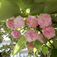 兼六園菊桜の花弁は、300～350枚、日本で最も多い珍しい桜
