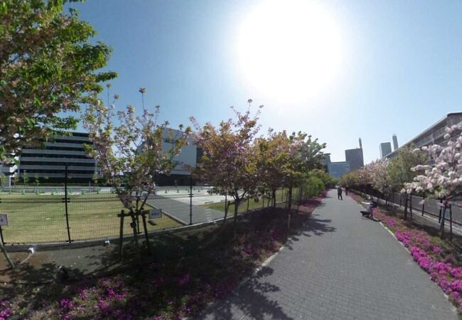 関東にも造幣局の通り抜けがあった！ 桜のさんぽ道