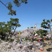 観覧車から桜