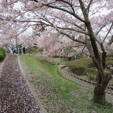 2023年には、4月中旬前に桜吹雪直前でした。
