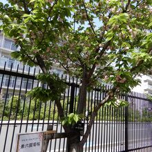 兼六園菊桜 金沢兼六園にある有名な桜