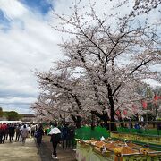 都内も屈指の桜の鑑賞スポット。