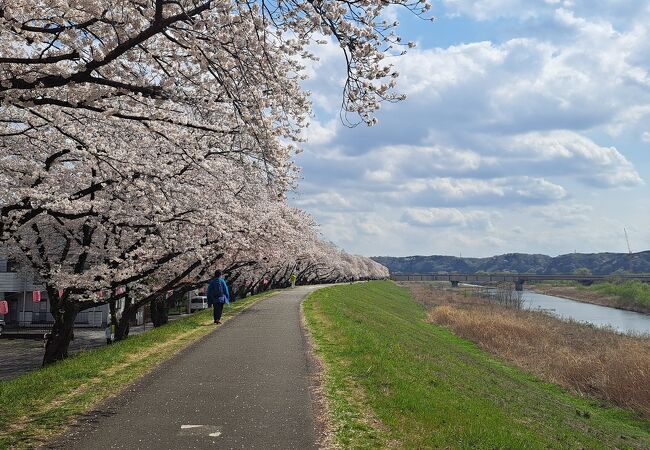 桜並木が素晴らしい