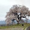 古墳に立つエドヒガンザクラの一本桜
