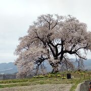 古墳に立つエドヒガンザクラの一本桜