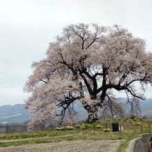 わに塚のサクラ