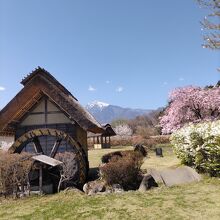 水車小屋の後ろには甲斐駒ヶ岳と桜の絶景