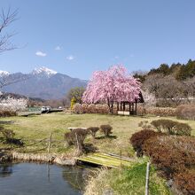 満開の桜と甲斐駒ヶ岳