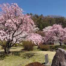 公園内の桜は満開