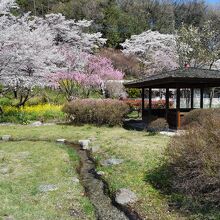 公園内には桜，花桃，菜の花が咲き乱れる