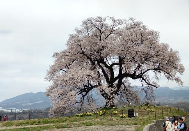 古墳に立つエドヒガンザクラの一本桜