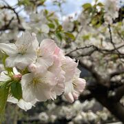 権現堂桜堤