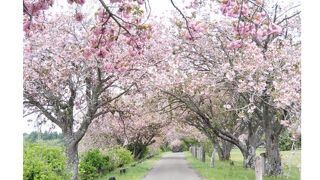 八重桜の咲く牧場