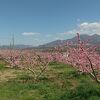 桃の花が満開の時期は絶景