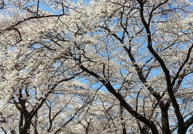 眞原桜並木