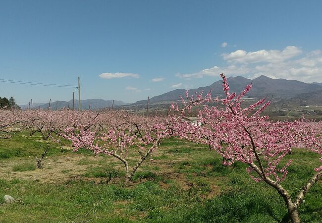 桃の花が満開の時期は絶景