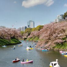 お堀は多くのボートが繰り出していた